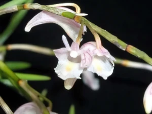 Bild von Dendrobium singaporense 5